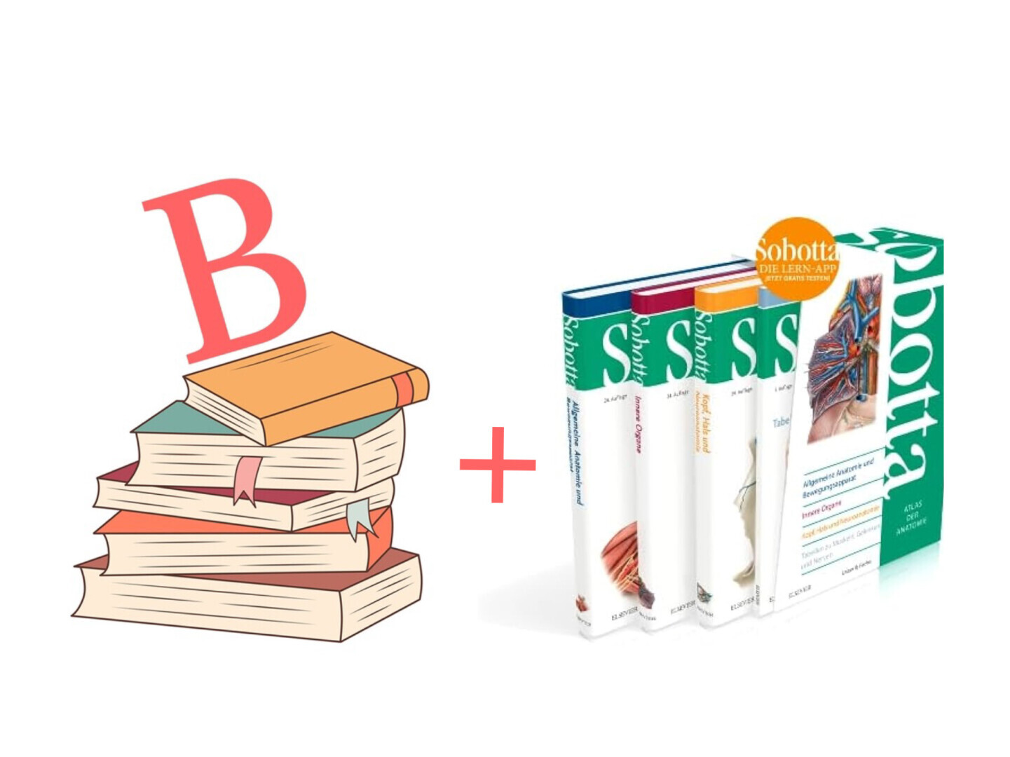 Boekenpakket B + Sobotta cassette 3